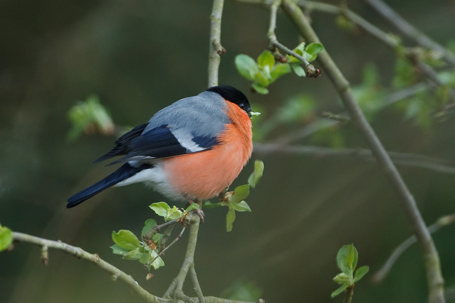 Pyrrhula pyrrhula Goudvink Bullfinch